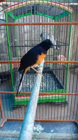 Murai batu pastol