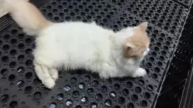 Kitten Persia Boy
