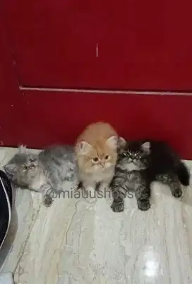 KITTEN PERSIA LONGHAIR SUPER