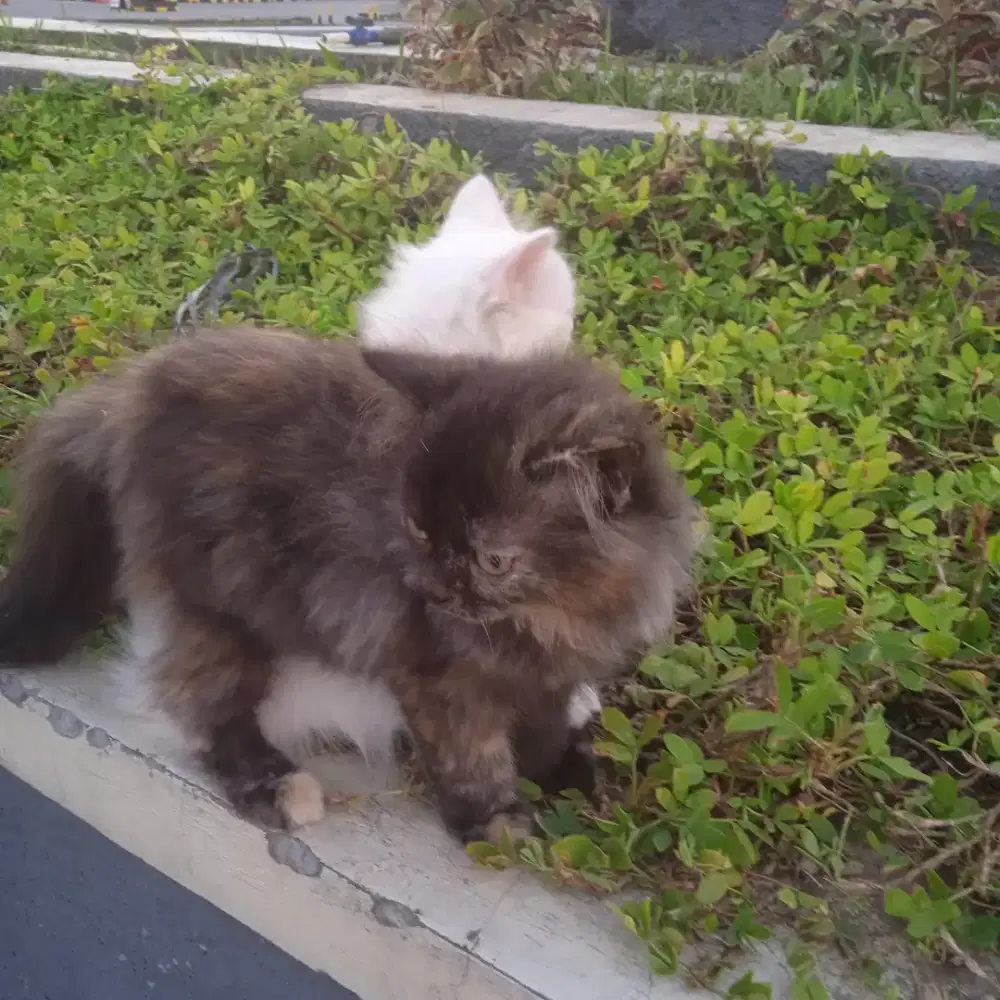 Kucing persia  medium