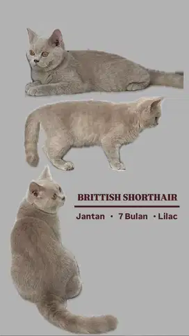 Kucing British shorthair Lilac