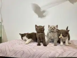 kitten british shorthair