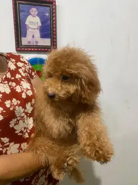 POODLE BETINA 2 EKOR