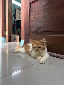 Kucing persian jantan. Kitten