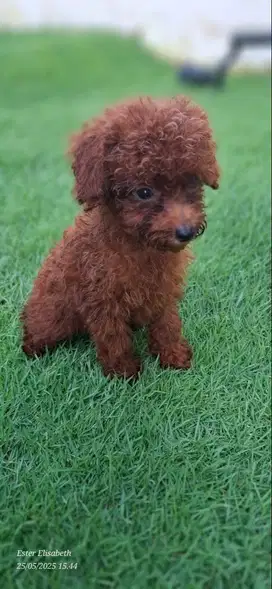 ANJING RED TOY POODLE LUCU LUCU IMUT MENGGEMASKAN
