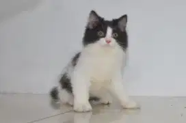 Munchkin Nonstandar/kaki normal jantan