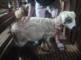 Domba Garut cross texcel