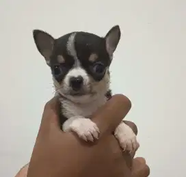 Anjing chihuahua betina