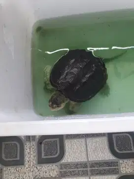 Snapping turtle cst