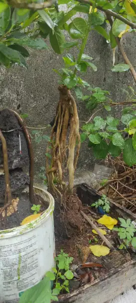 Bahan Bonsai Sancang Ekspos Root