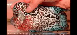 Jual ikan lohan kamfa F2 vvip special grade import quality,bisa lsg WA