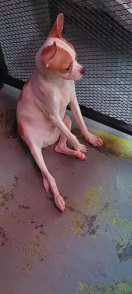 Chihuahua jantan
