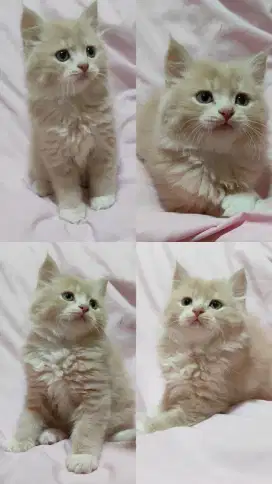 KITTEN PERSIA JANTAN