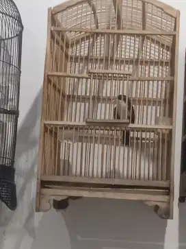 Jual burung kutilang emas dan cucak kopi