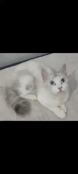 Kucing Persia Betina dewasa Himalaya