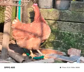 Ayam petelur merah