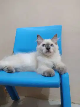Kitten kucing persia himalaya X siam