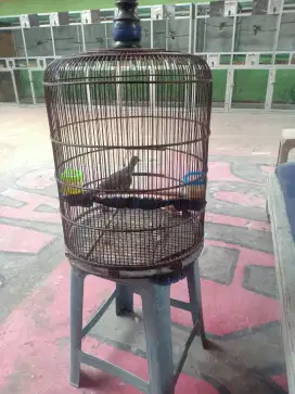 perkutut bangkok