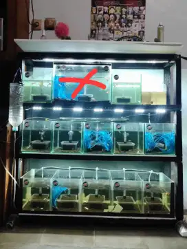 Akuarium full set siap pakai