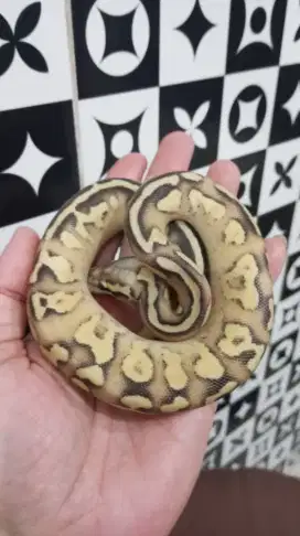 BP Spotnose Orange Dream Pastel Fire