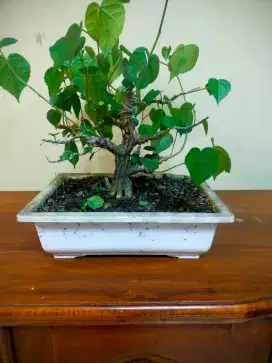 Bonsai Waru Lokal udah 3 Tahun