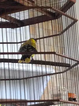 Burung kepodang