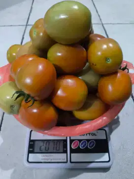 Tomat Buah Sayur Petikan Sore Fresh 5kg Murah