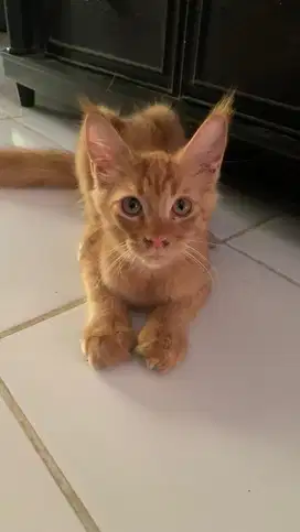Mainecoon kitten