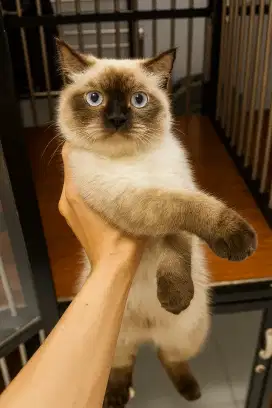 Lepas Adopt Himalayan Short Hair