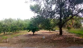Dijual Tanah Kavling Kebun Kencana Jonggol 100m