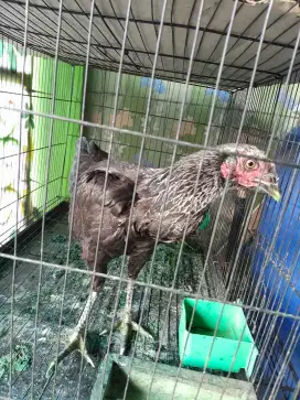 Ayam bangkok betina