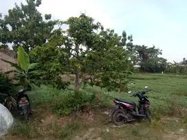 Dijual cepat tanah siap bangun