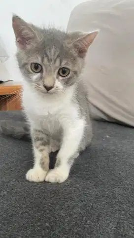 open adopt (bermahar) kitten bsh x scottish