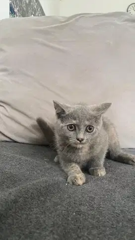 open adopt kitten bsh x scottish