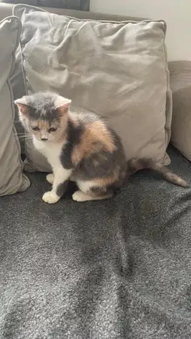 open adopt kitten bsh x scottish