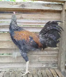 Jual ayam bekisar jali emas 7 bulan up siapan belajaran kokok awal