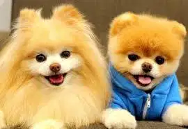 Woof Bali Petshop , butuh segera Admin rangkap Kasir dan sopir.