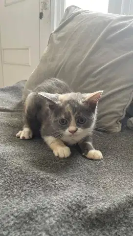 open adopt kitten bsh x scottish