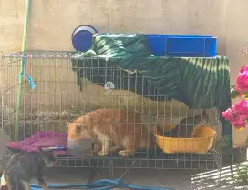 Kandang kucing galvanis 1,5m