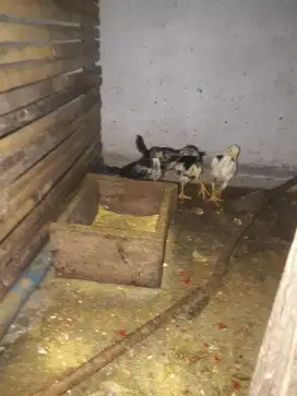 Ayam bangkok umur 2 bulanan