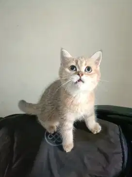 Kucing BSH short hair