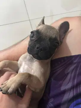 Jual Anjing French Bulldog Betina Usia 4 Bulan