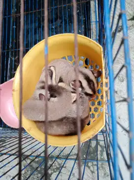 Sugar Glider 5 dan Kandang