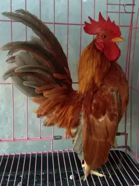 AYAM KATE SERAMA