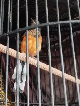 Murai Batu Medan Trotolan Original Hutan S