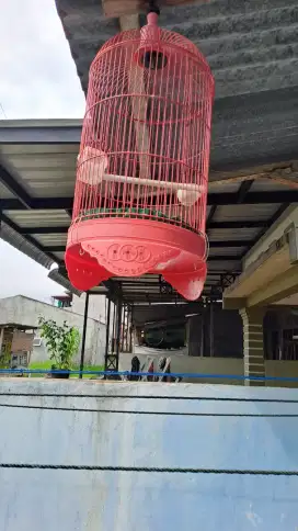 KANDANG BURUNG BEKAS