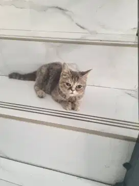 Kucing Persia Exotic Flat