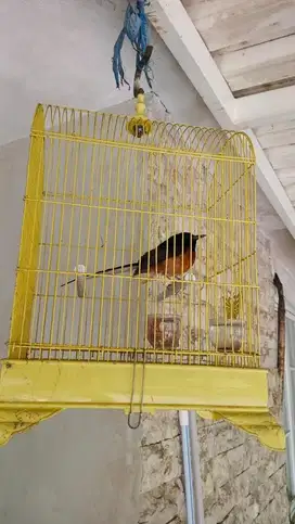 Burung murai batu