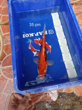 Ikan Koi Kumonryu