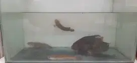Aquarium ukuran sedang